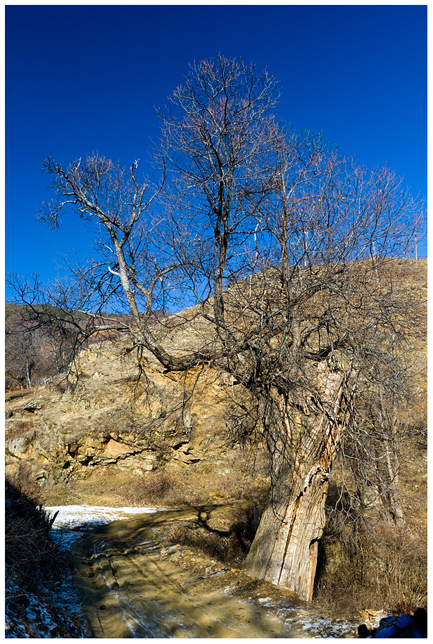 Стар кестен по пътя
