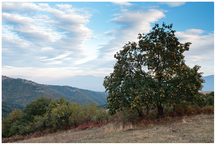 Кестеновите дървета са честа гледка ...