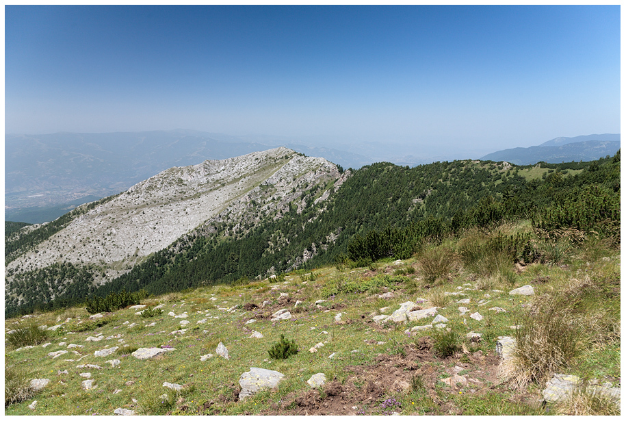 Шаралия
