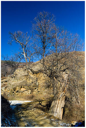 Стар кестен по пътя