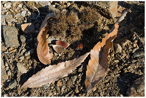 Кественово листо и плод