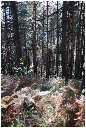 Гората под върха