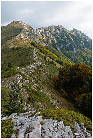 Ореляк